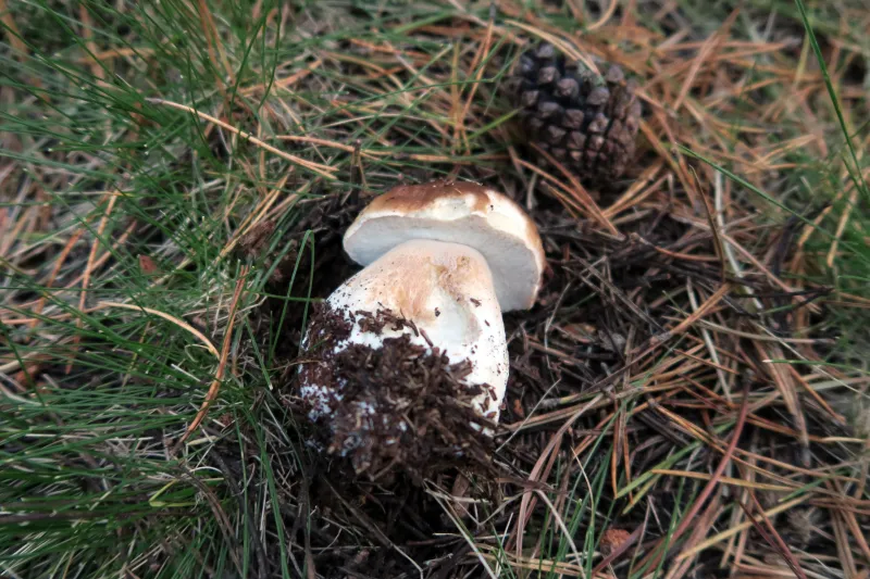 Boletus edulis 1 - Poros